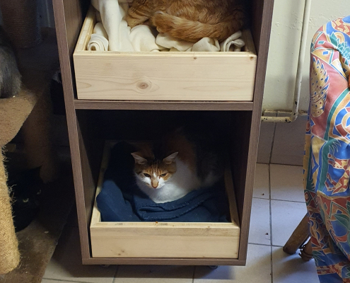 Casiers pour chat de l'asso