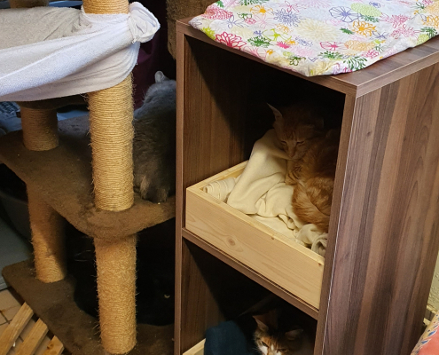 Casiers pour chat de l'asso