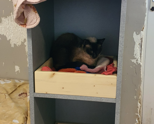 Casiers pour chat de l'asso