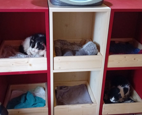 Casiers pour chat de l'asso