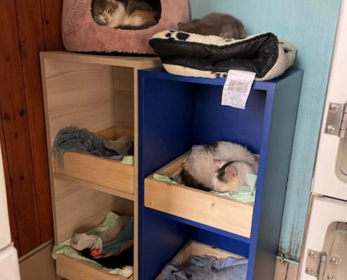 Casiers pour chat de l'asso